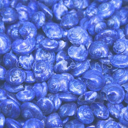 Umbonium dyed royal blue  (kg)