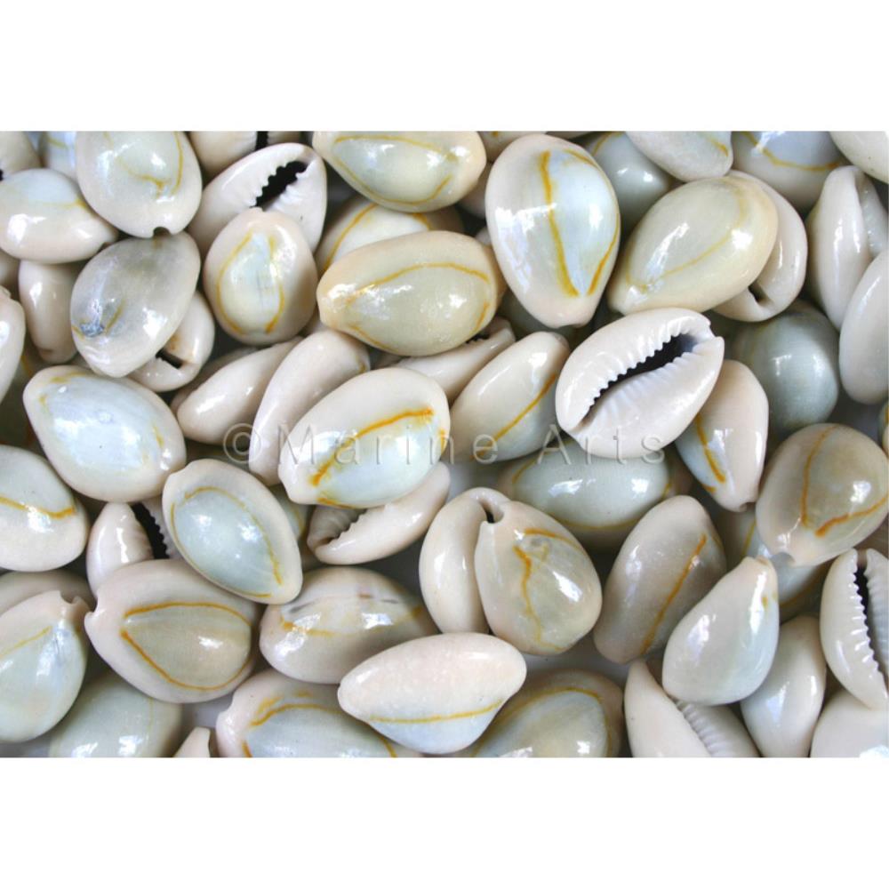 Cypraea annulus natural  (kg)