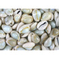 Cypraea annulus natural  (kg)