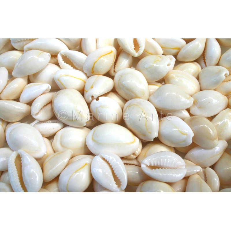 Cypraea annulus white  (kg)
