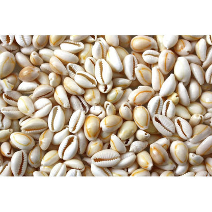 Cypraea annulus cream white  (kg)