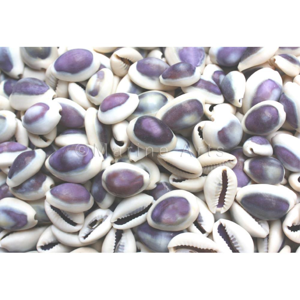 Cypraea annulus purple top  (kg)