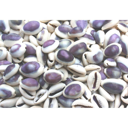 Cypraea annulus purple top  (kg)