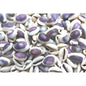 Cypraea annulus purple top  (kg)