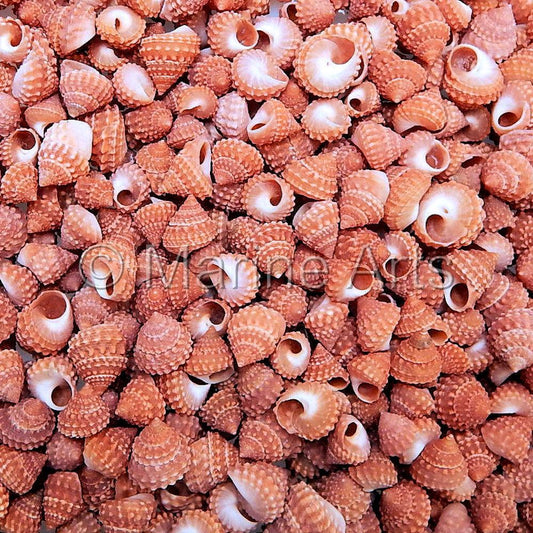 Echinella orange  (kg)