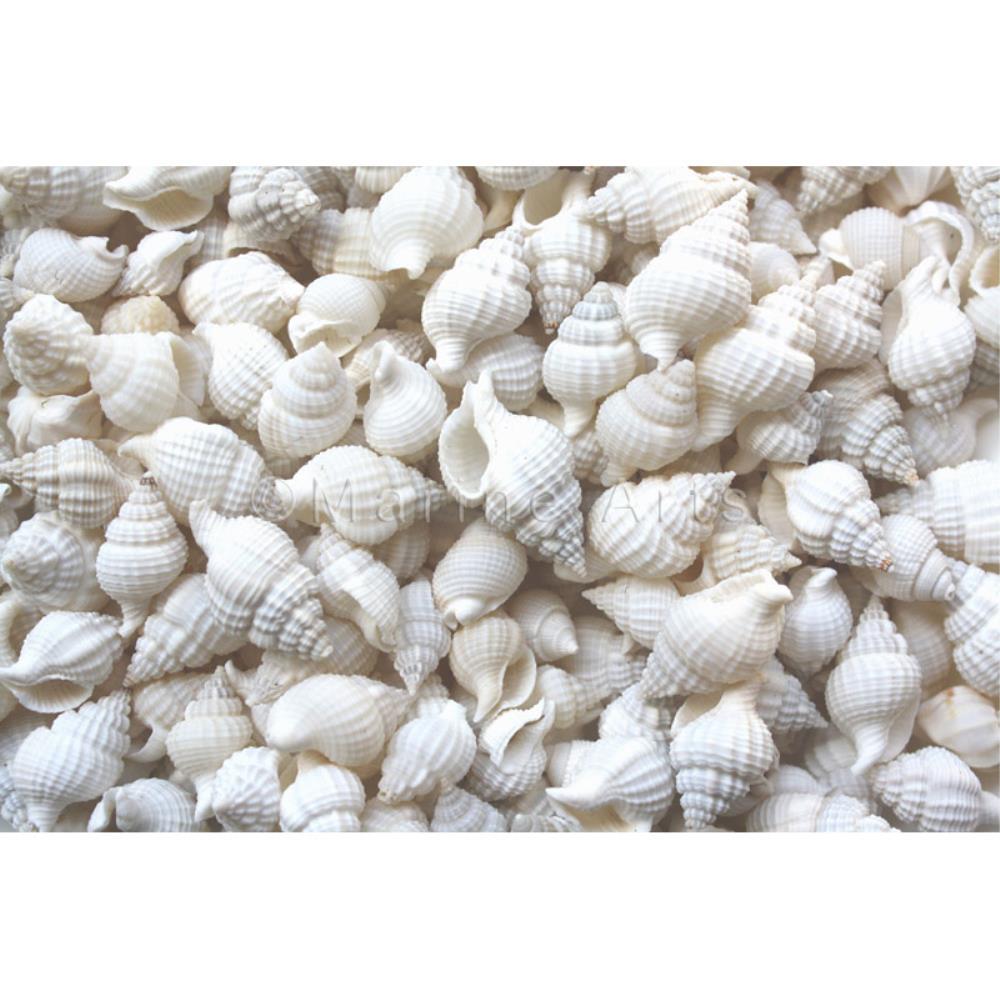 Nassarius reticulatus white small  (kg)