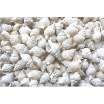 Nassarius reticulatus white small  (kg)