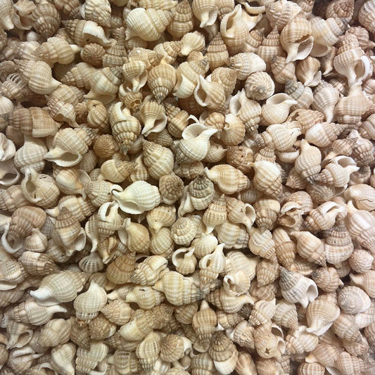 Nassarius reticulatus small  (kg)