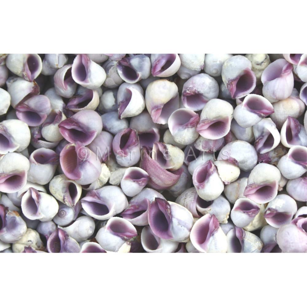 Neritina violacea  (kg)