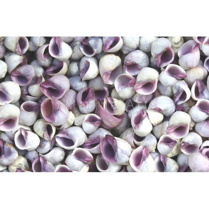 Neritina violacea  (kg)