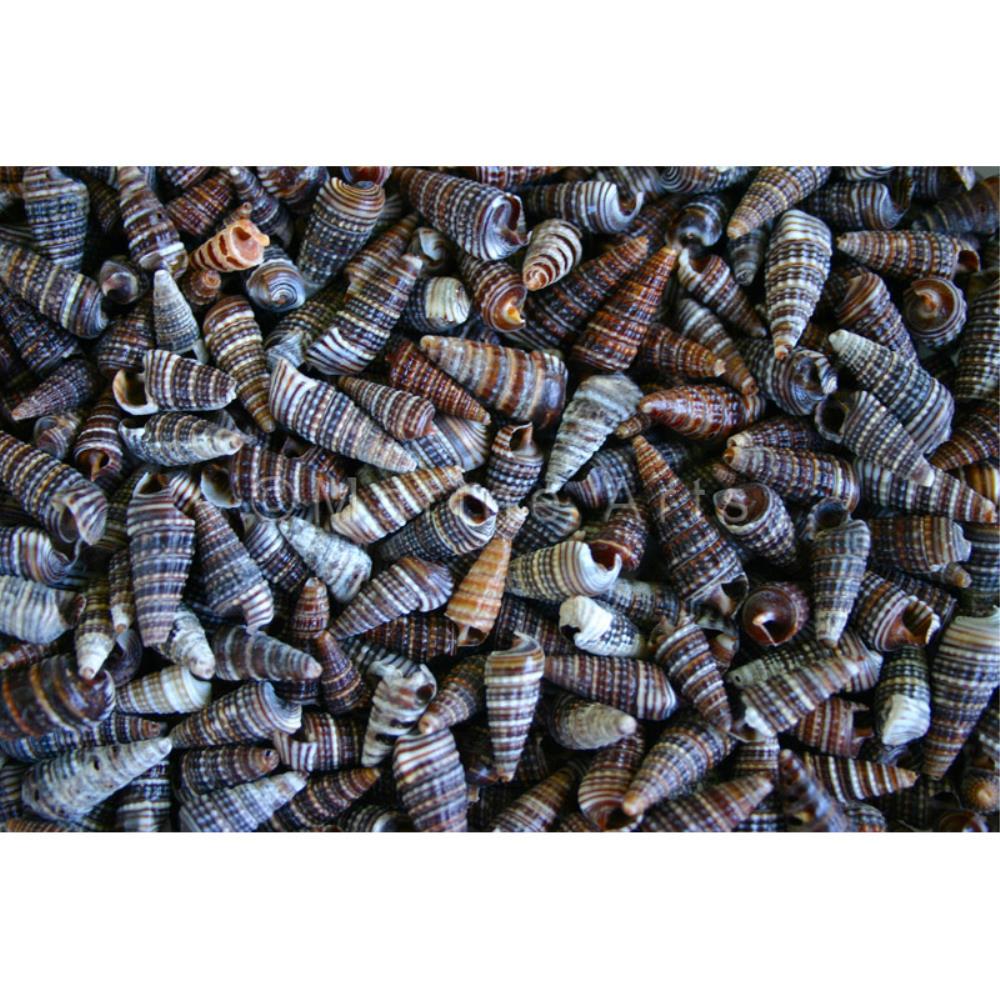 Rhinoclavus kochi  (kg)