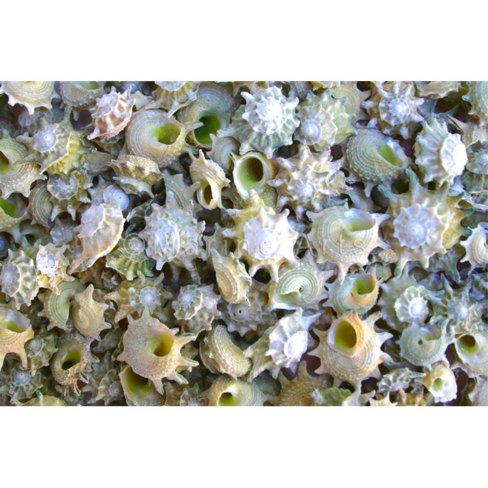 Astraea calcar  (kg)
