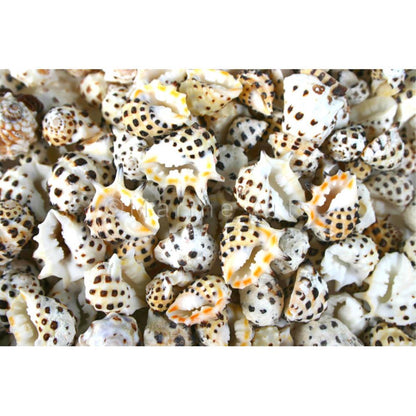 Drupa ricinus  (kg)