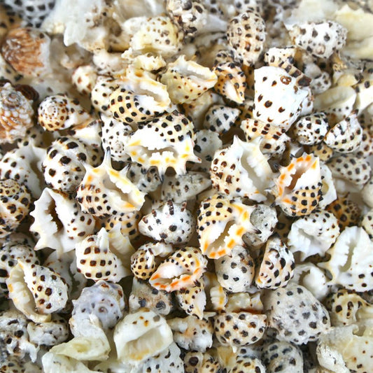 Drupa ricinus  (kg)