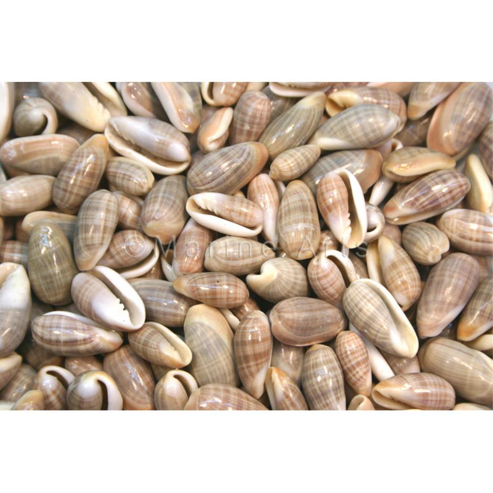 Marginella angustata  (kg)