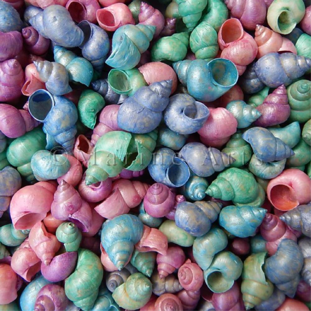 Viviparus Bengalansis dyed aqua  (kg)