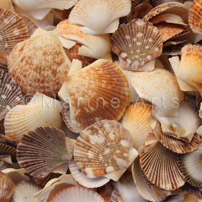 Pecten pyxidata deep and flat  (kg)