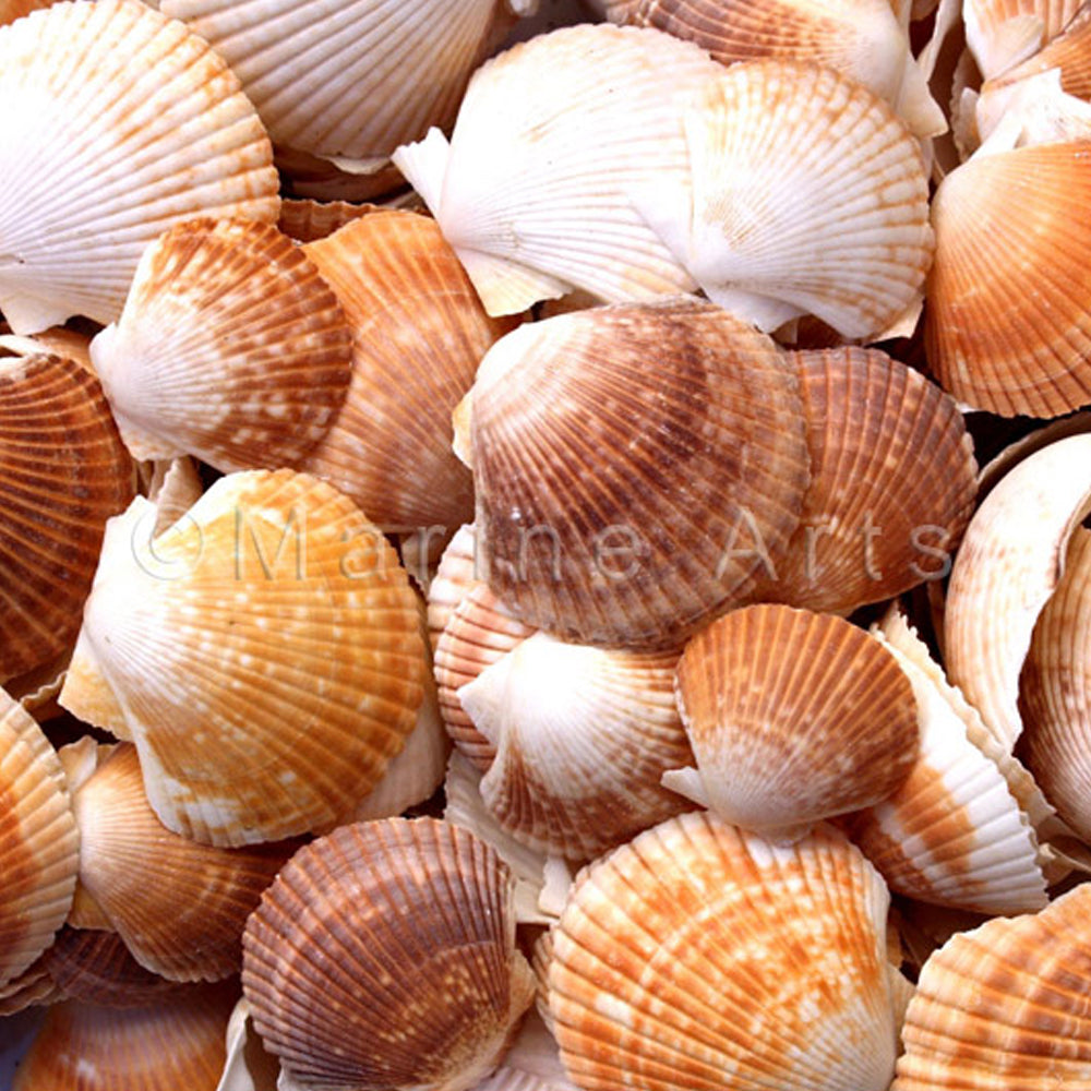 Pecten pixidata deep halves  (kg)