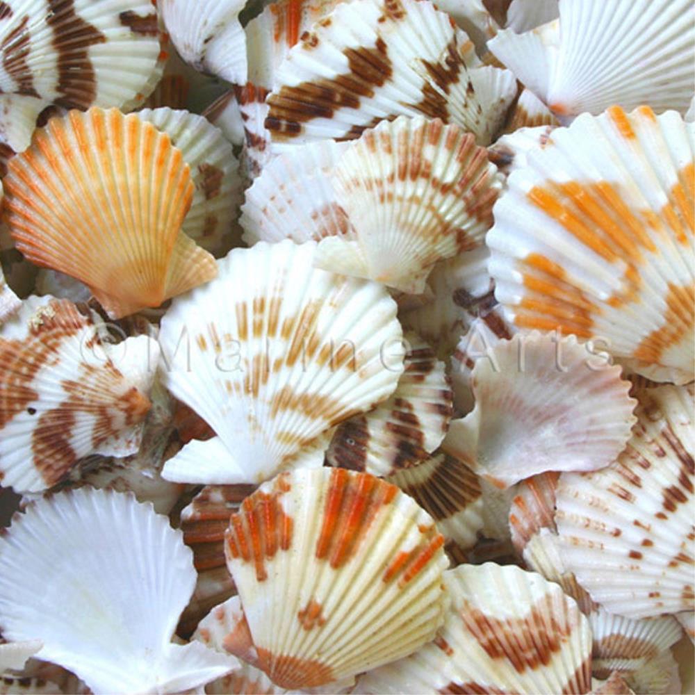 Pecten tranquebaricus  (kg)