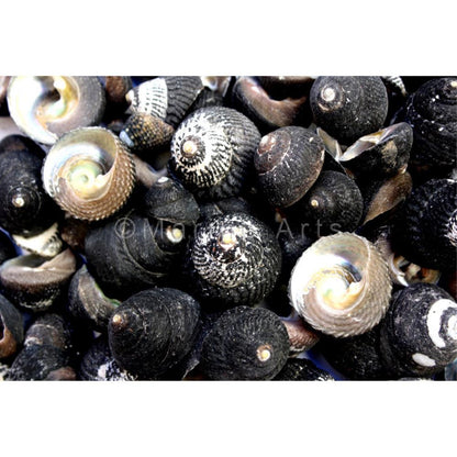 Turbo black large heavy - Tegula funebralis  (kg)