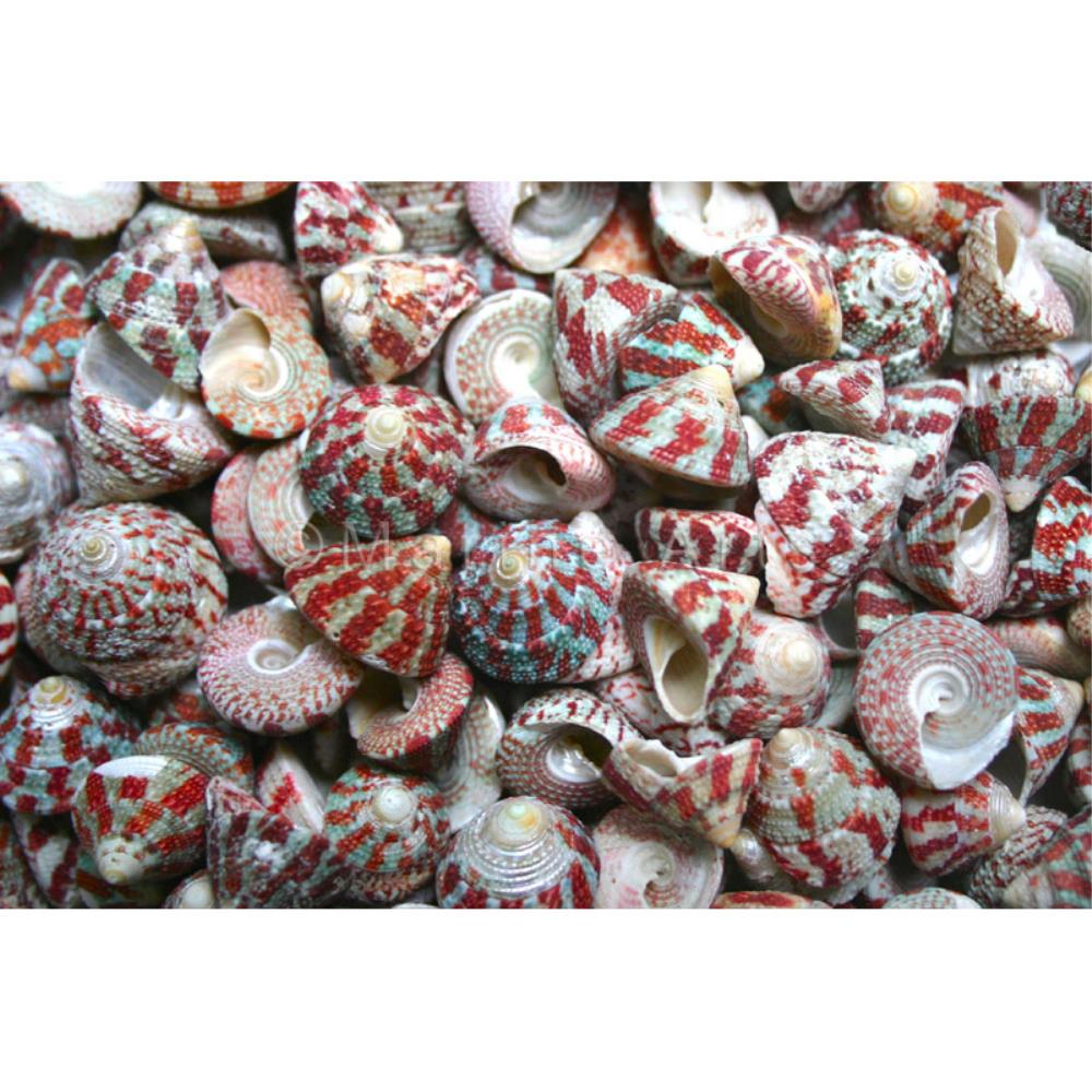 Trochus radiatus red and green  (kg)