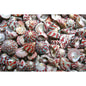 Trochus radiatus red and green  (kg)