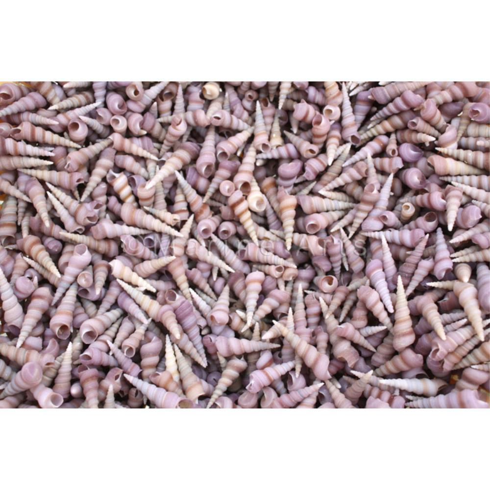 Turritella duplicata pink  (kg)