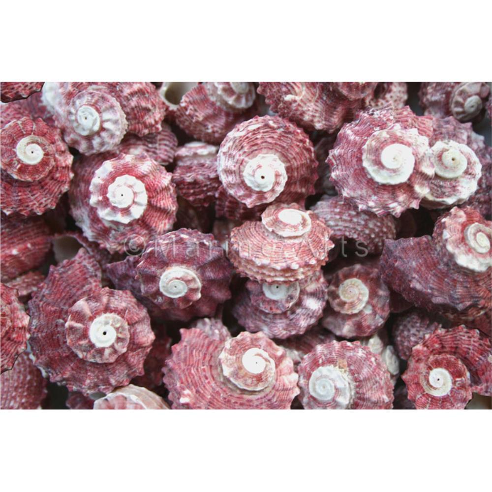 Angaria delphinus pink  (kg)