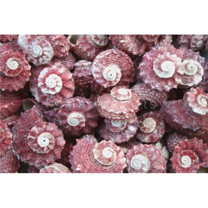 Angaria delphinus pink  (kg)