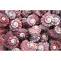 Angaria delphinus pink  (kg)