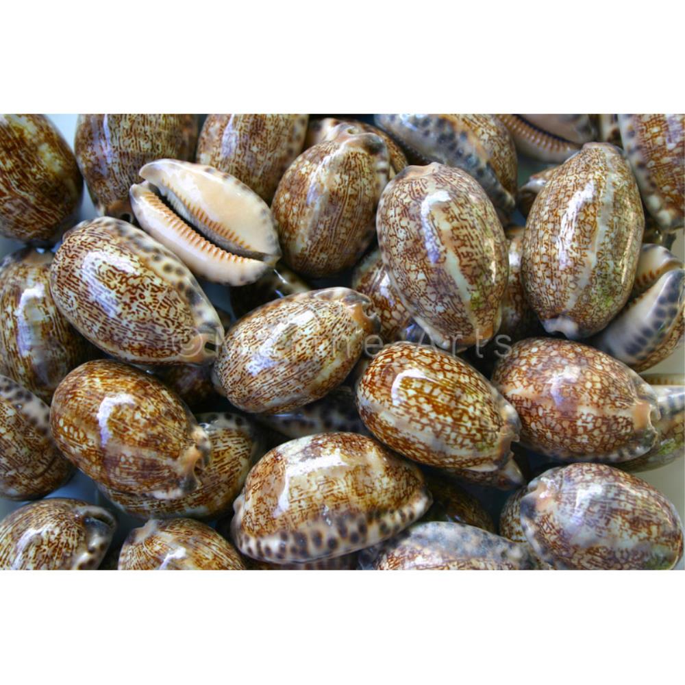Cypraea arabica  (kg)