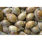 Cypraea vitellus  (kg)