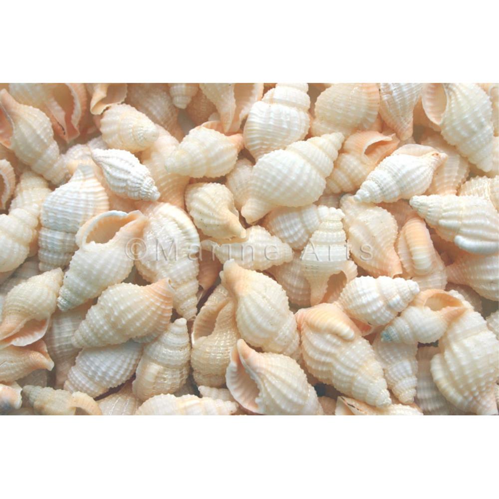 Nassarius reticulatus large  (kg)