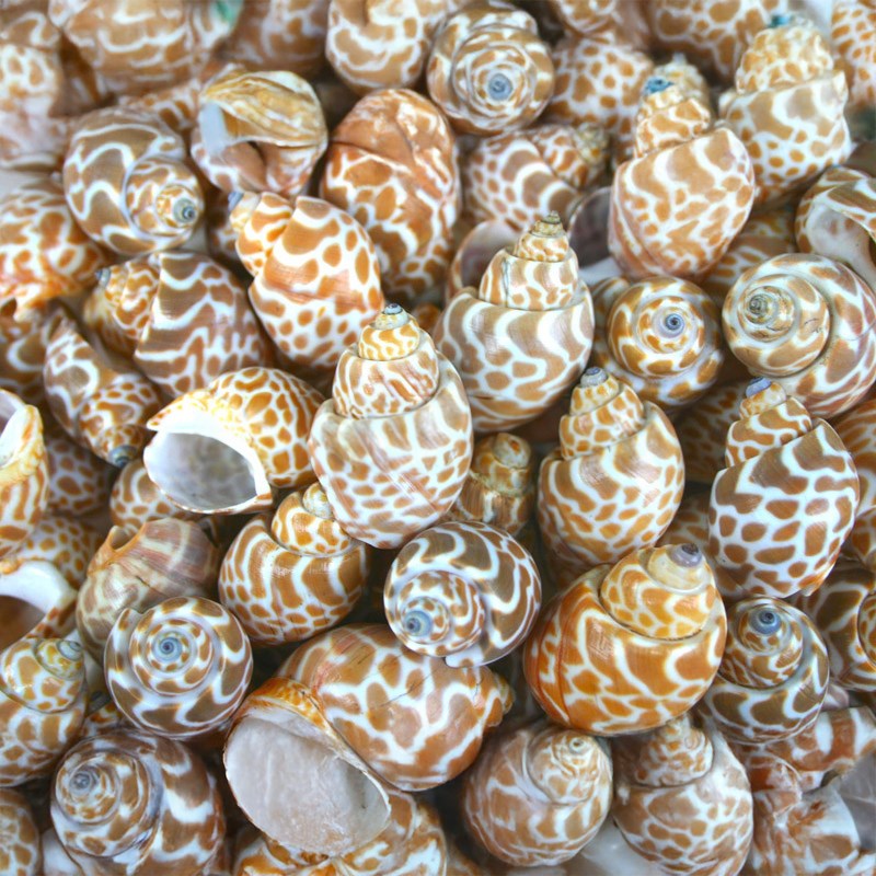 Babylonia spirata  (kg)