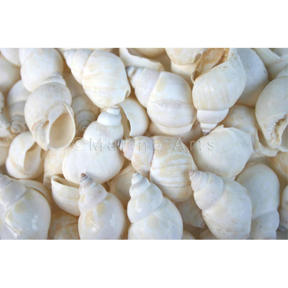 Babylonia zeylanica white  (kg)
