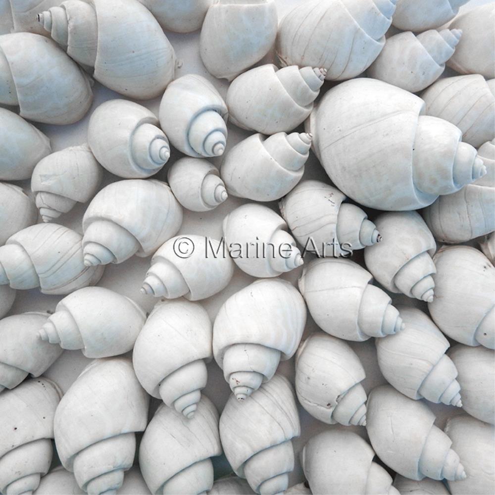 Babylonia spirata white  (kg)