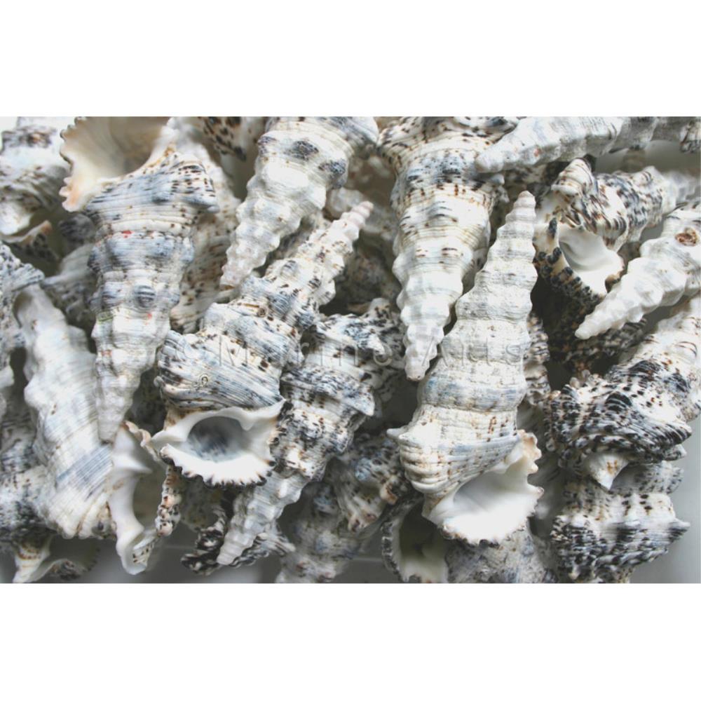 Cerithium nodulosum  (kg)