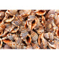 Cymatium pileare  (kg)