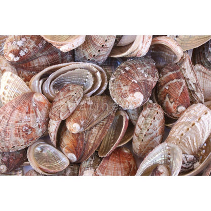 Haliotis diversicolour natural  (kg)