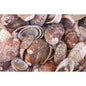 Haliotis diversicolour natural  (kg)