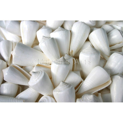 Conus inscriptus white  (kg)