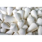 Conus inscriptus white  (kg)