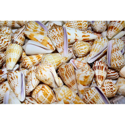 Conus inscriptus  (kg)