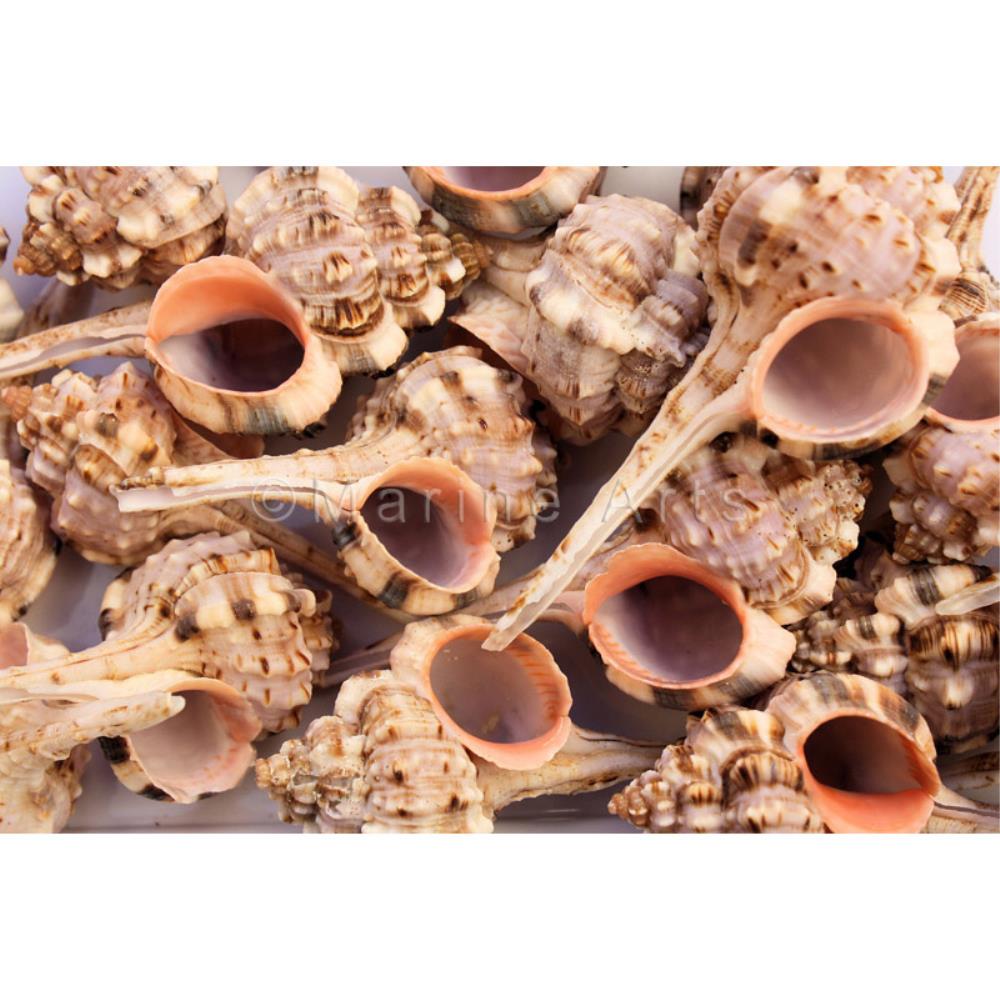 Murex haustellum small  (kg)