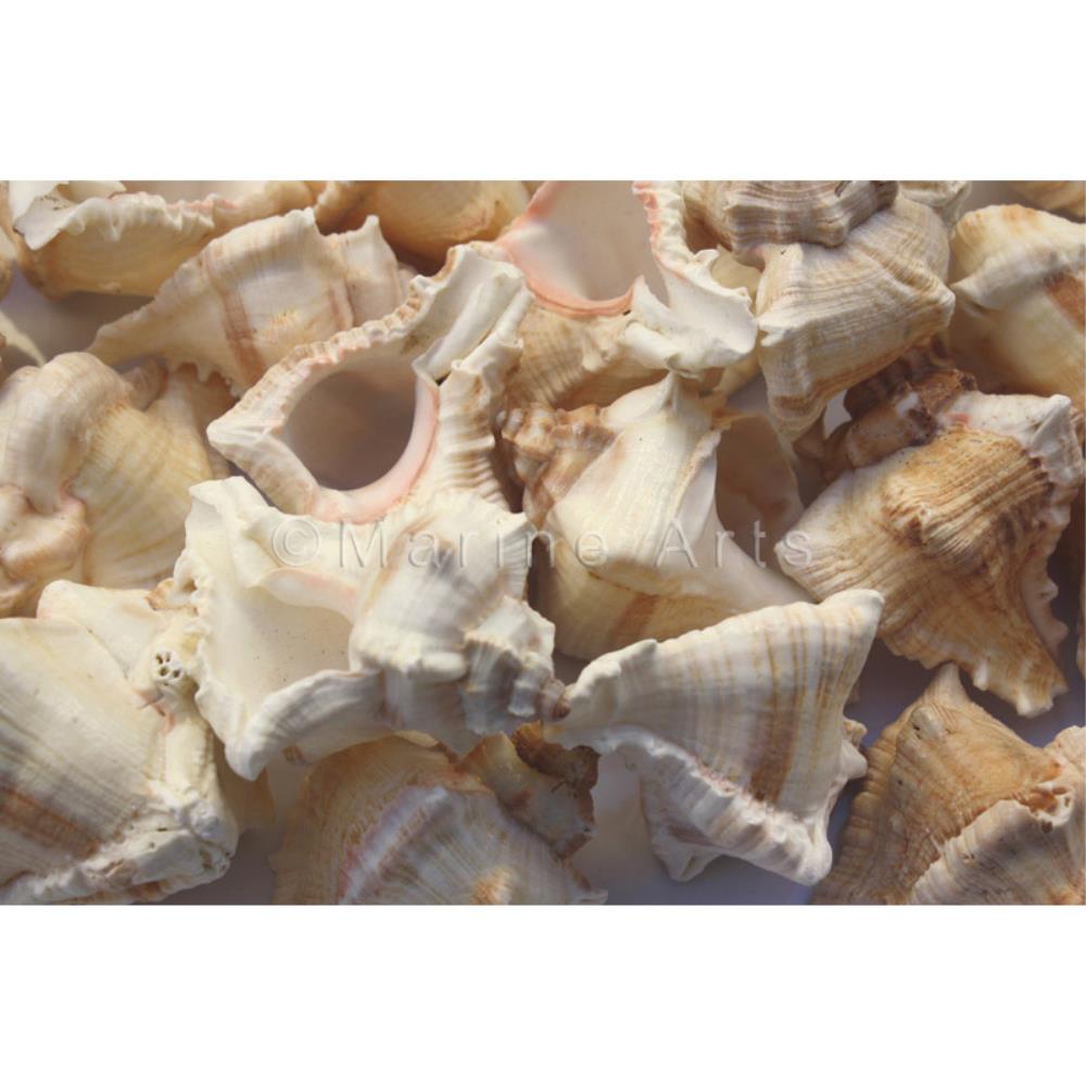 Murex virgineus small  (kg)