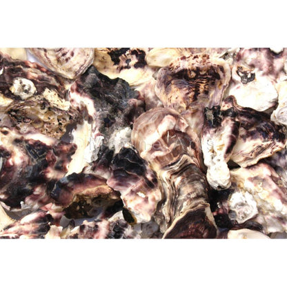 Oyster shell halves flat and deep mixed  (kg)