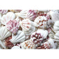 Pecten amiculum  (kg)