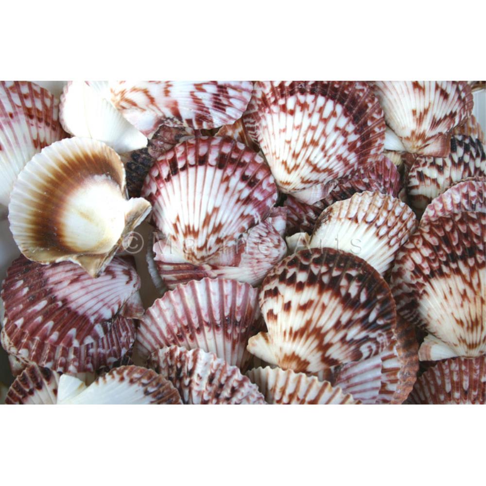 Pecten circularis red  (kg)