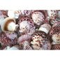 Pecten circularis red  (kg)