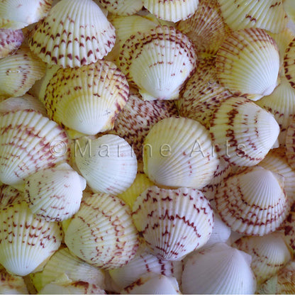 Pecten gibbus  (kg)